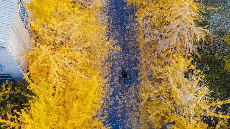 【“飛閱”中國】金黃銀杏葉留住秋天好時光