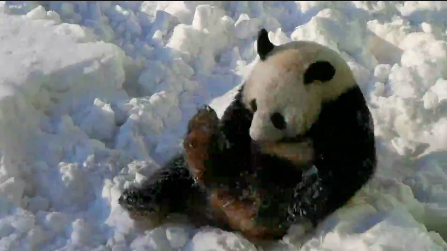 雪停了！國寶&ldquo;剛剛&rdquo;出門了！