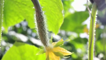 新春走基層：牛家屯的&ldquo;黃瓜書記&rdquo;