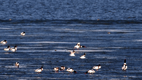 盤錦：候鳥紛飛入畫來