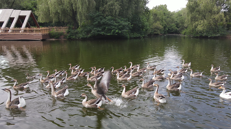 一起來&ldquo;云&rdquo;賞鳥類之美