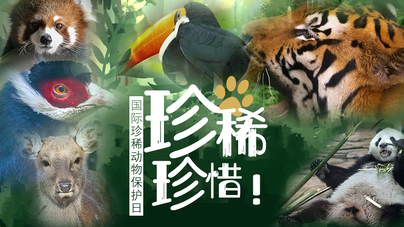 國際珍稀動物保護日|珍惜！