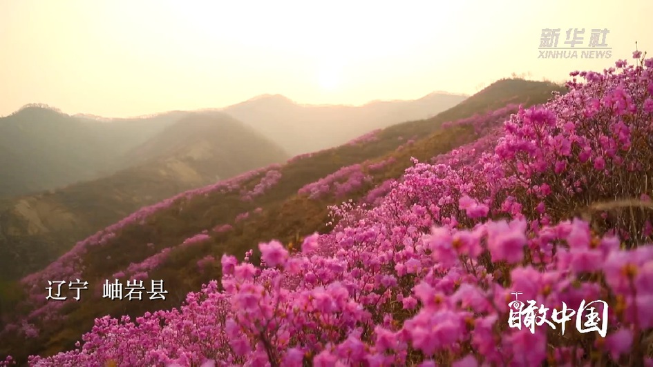 遼寧：春滿岫巖映山紅