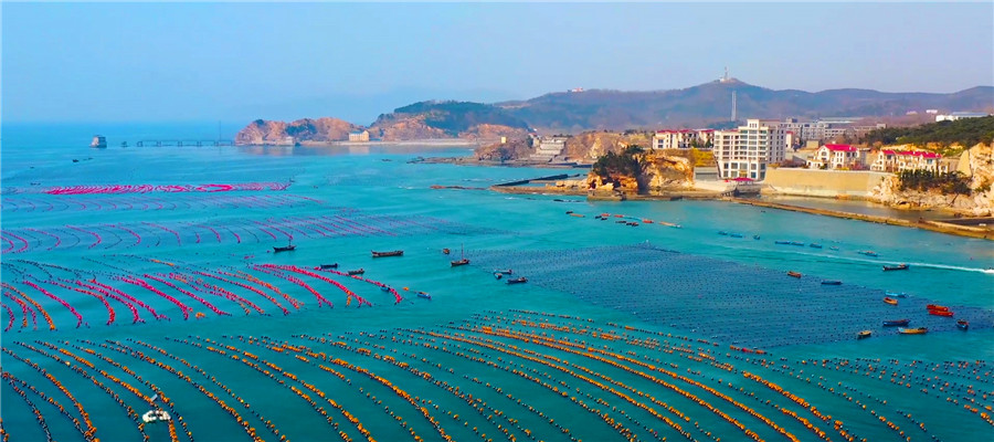 以海為田迎收獲，“海上菜園”勞作忙