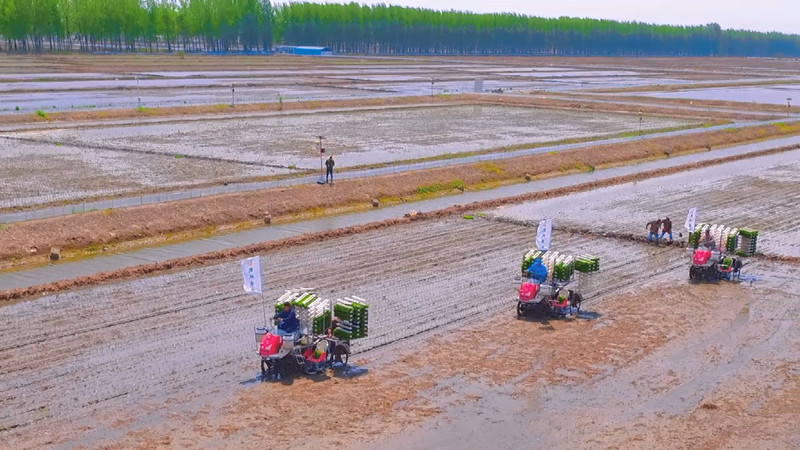 插秧季，田間忙！稻田播種豐收的希望