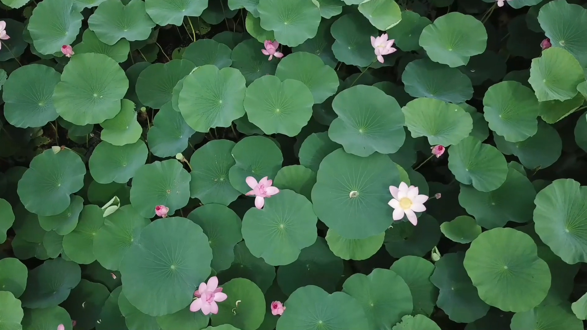 夏至丨暗香浮動蓮花池