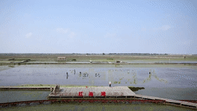 【延時攝影】稻田畫是怎樣形成的？