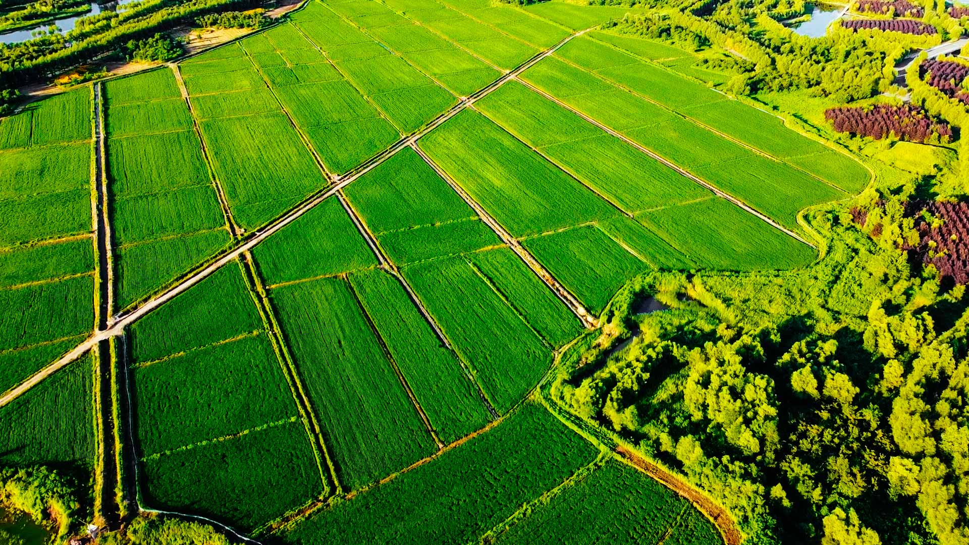 蓮花湖碧波蕩漾綠草如茵