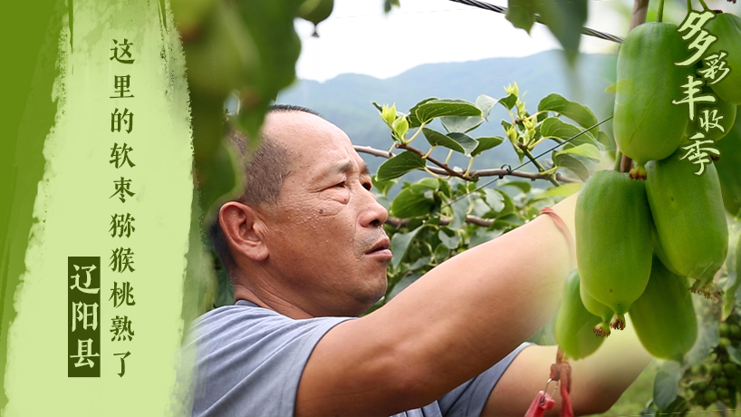 多彩豐收季｜遼陽縣：這里的軟棗獼猴桃熟了！