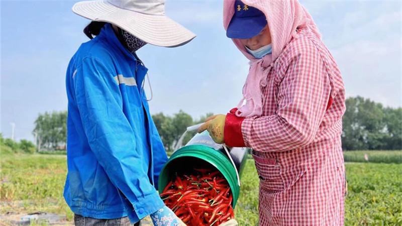 沈陽市沈北新區：田間勞作忙 “豐”景美如畫