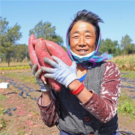 新華全媒+丨糧果豐收在望，農民喜上心頭