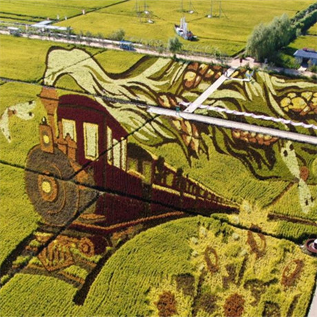 稻田畫繪就鄉村振興新畫卷