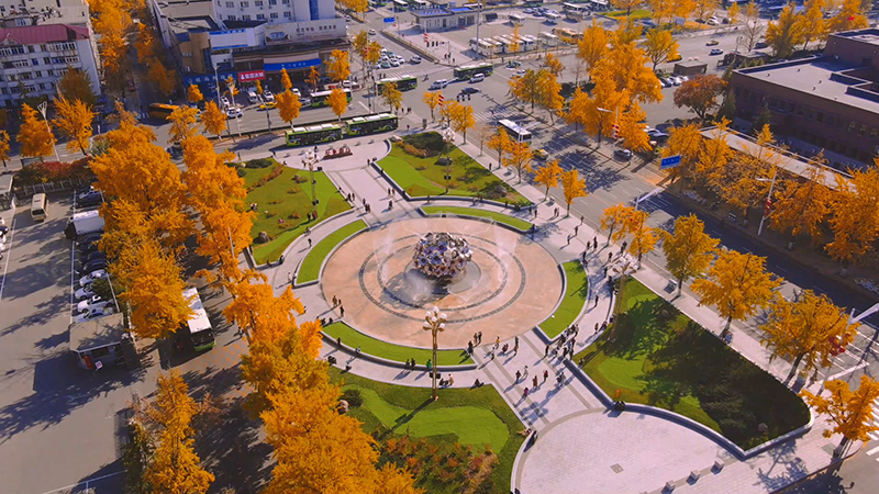 秋意濃 丹東百年銀杏滿樹金黃