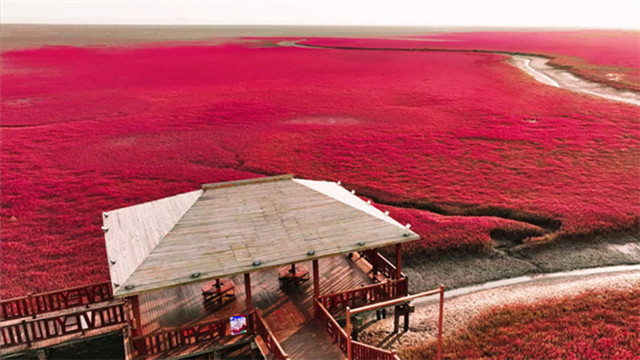 盤錦：堿蓬草染紅了“南大荒”