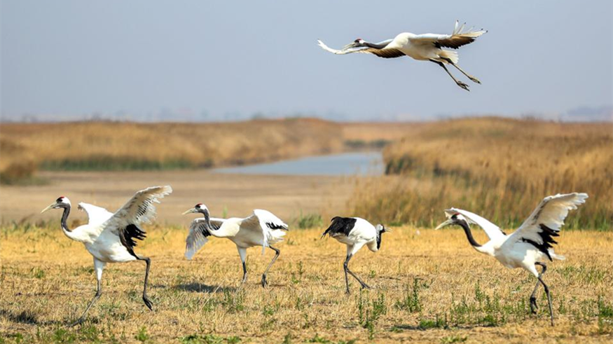 走進“濕地之都” 領略生態之美