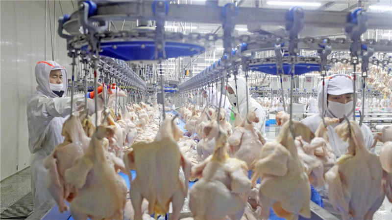 品牌強農 產業振興丨沈陽發展畜牧產業 以品牌引領促鄉村振興