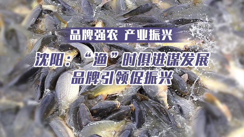 品牌強農 產業振興丨沈陽：“漁”時俱進謀發展 品牌引領促振興