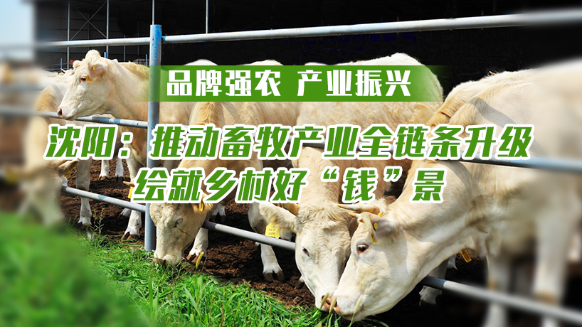 品牌強農 產業振興丨沈陽：推動畜牧產業全鏈條升級 繪就鄉村好“錢”景