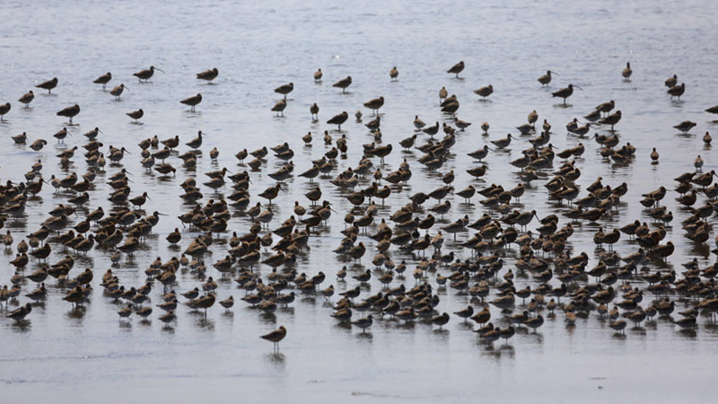 丹東：萬鳥齊飛 震撼壯觀
